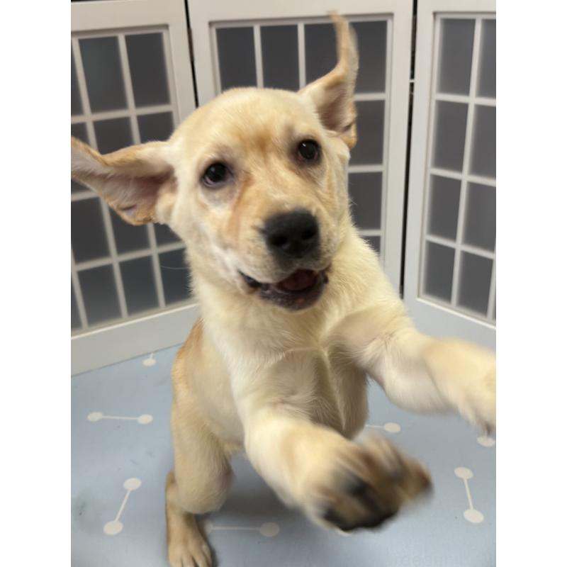 販売中の徳島県のラブラドールレトリーバー-428418の7枚目