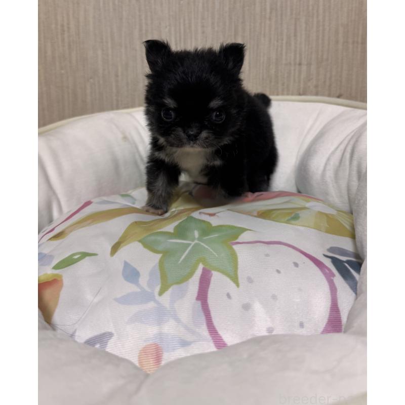 販売中の大阪府のチワワ(ロングコート)-428420の4枚目