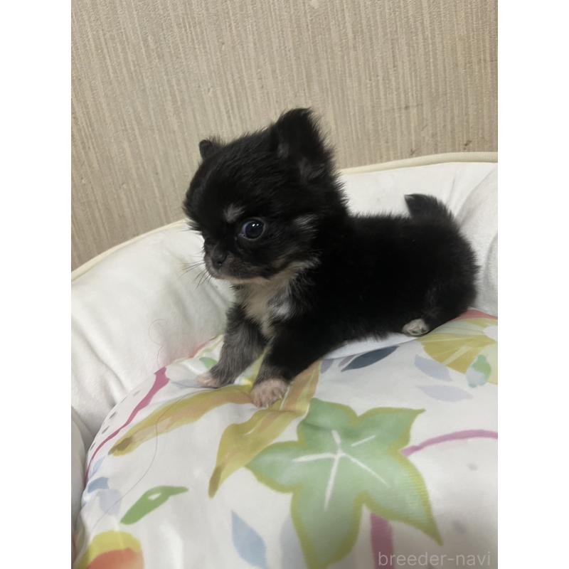 販売中の大阪府のチワワ(ロングコート)-428420の3枚目