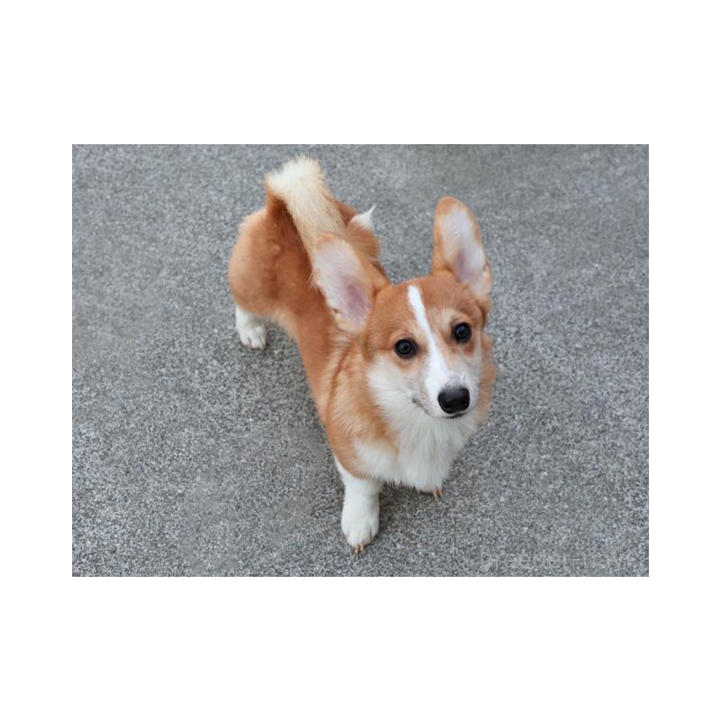 販売中の兵庫県のウェルシュコーギーペンブローク-404527の3枚目