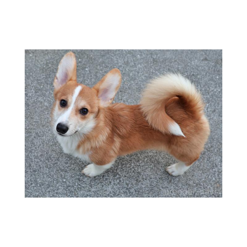 販売中ののウェルシュコーギーペンブローク-404527