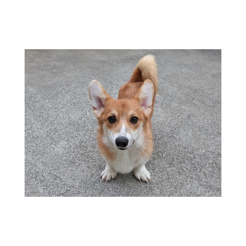 販売中の兵庫県のウェルシュコーギーペンブローク-404531の3枚目