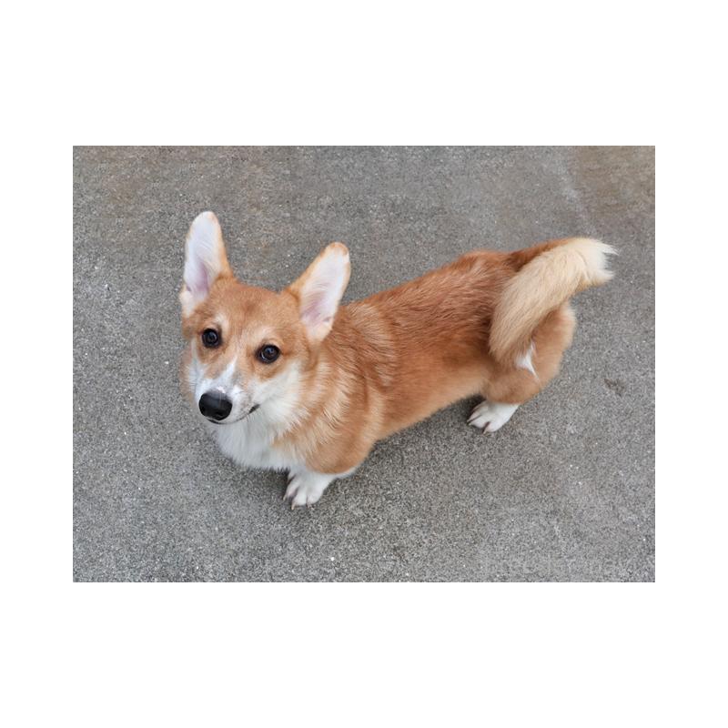 販売中の兵庫県のウェルシュコーギーペンブローク-404531