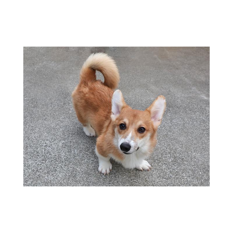 販売中の兵庫県のウェルシュコーギーペンブローク-404531の2枚目