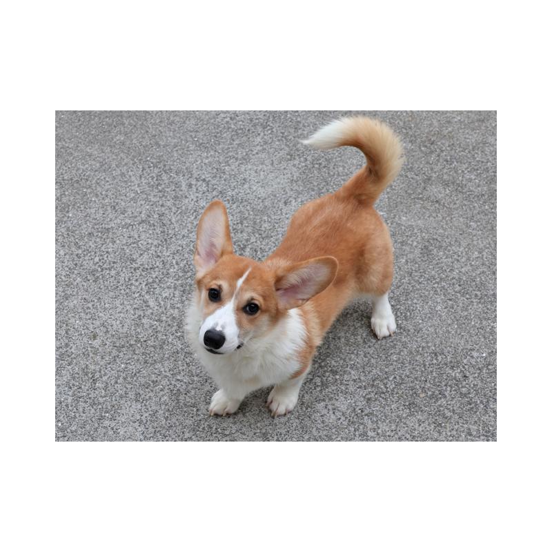 販売中の兵庫県のウェルシュコーギーペンブローク-404534の3枚目