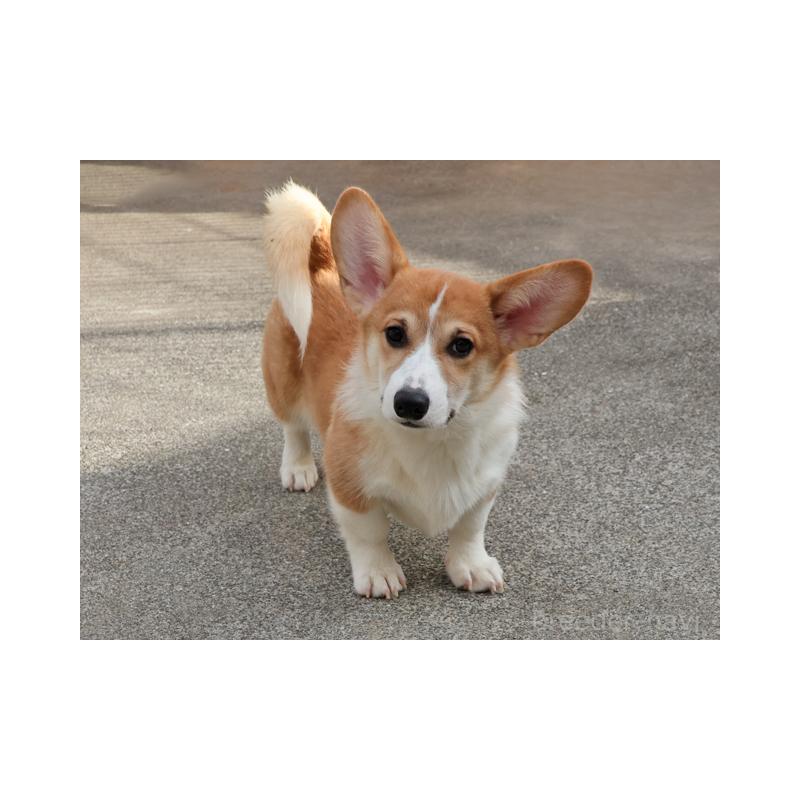 販売中の兵庫県のウェルシュコーギーペンブローク-404534の2枚目