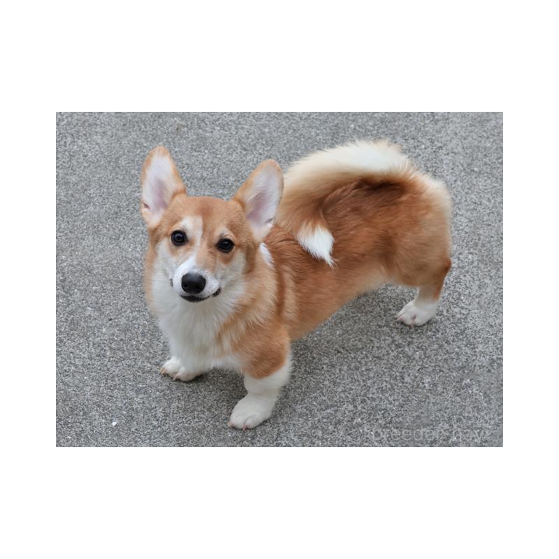 販売中の兵庫県のウェルシュコーギーペンブローク-404535の2枚目
