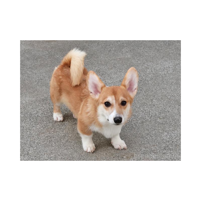 販売中の兵庫県のウェルシュコーギーペンブローク-404535の1枚目