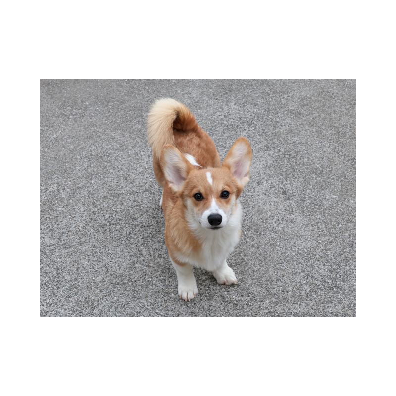 販売中の兵庫県のウェルシュコーギーペンブローク-404537の3枚目