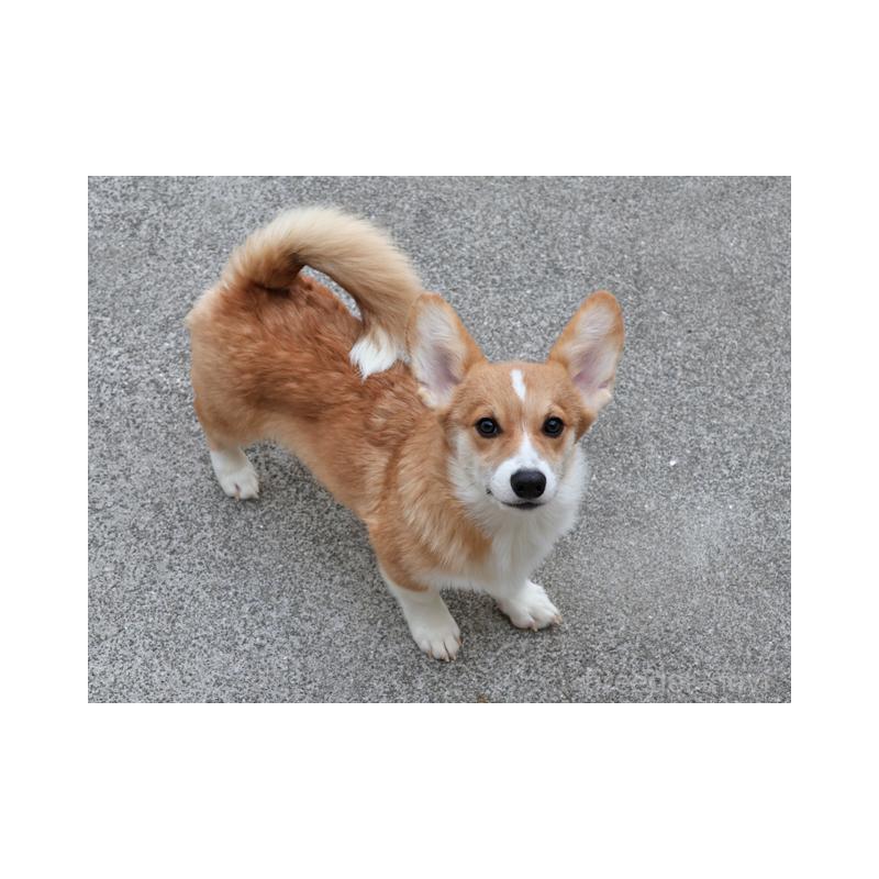 販売中の兵庫県のウェルシュコーギーペンブローク-404537の2枚目