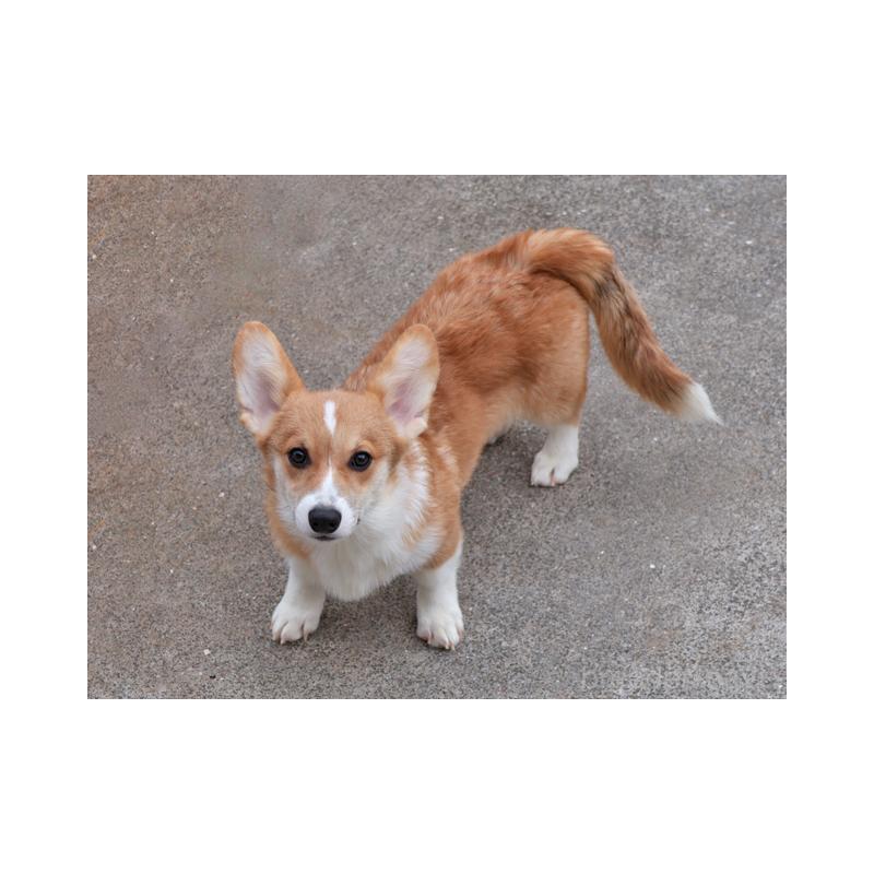 販売中の兵庫県のウェルシュコーギーペンブローク-404537