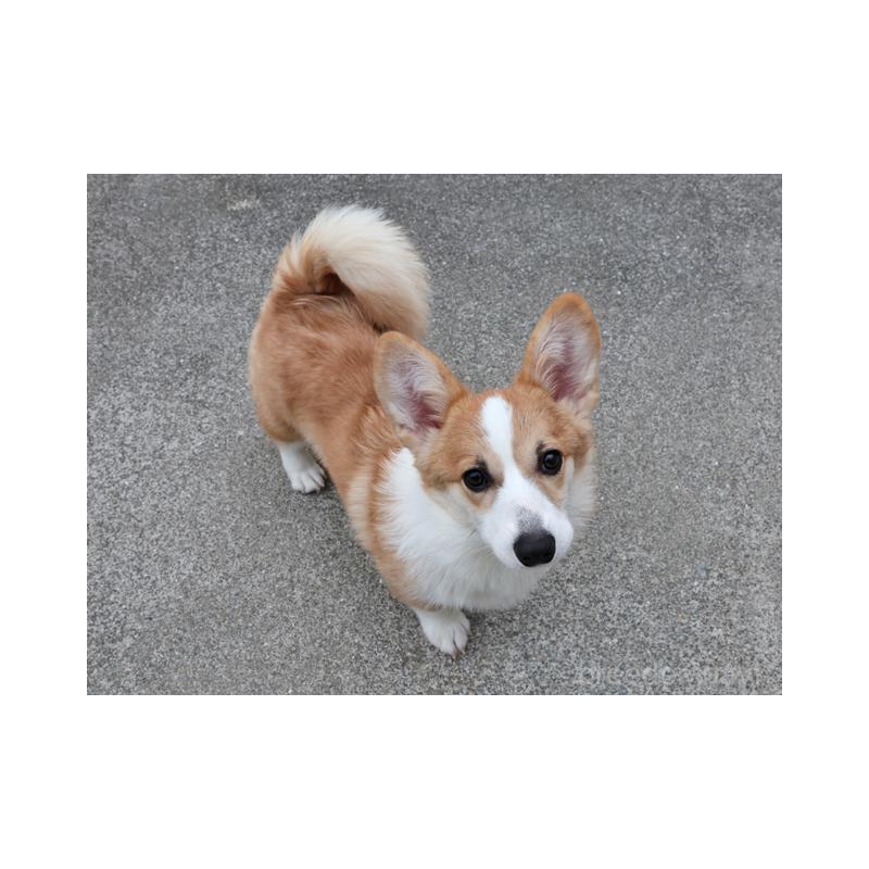 販売中の兵庫県のウェルシュコーギーペンブローク-404538