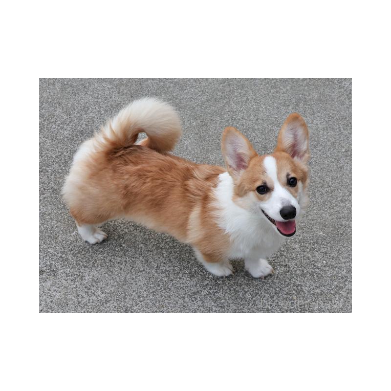 販売中の兵庫県のウェルシュコーギーペンブローク-404538の2枚目