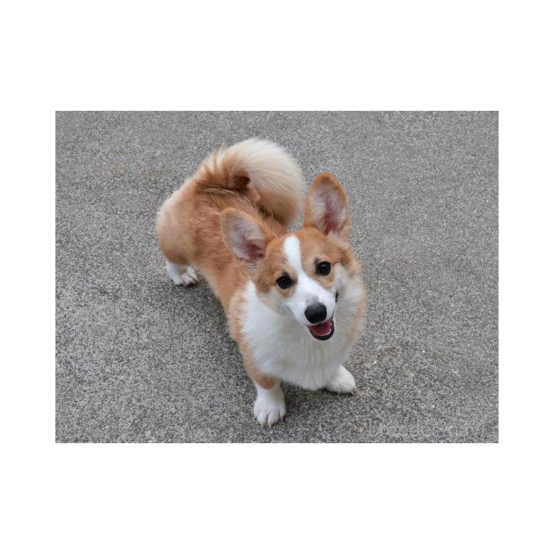 販売中の兵庫県のウェルシュコーギーペンブローク-404538
