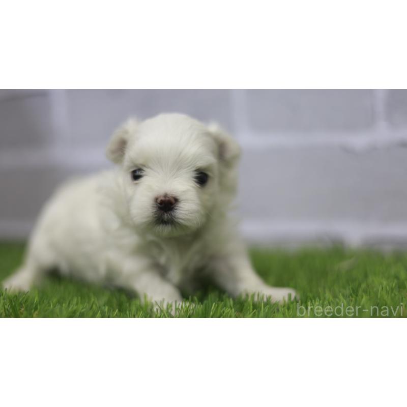 販売中の三重県のマルチーズ-428419の8枚目