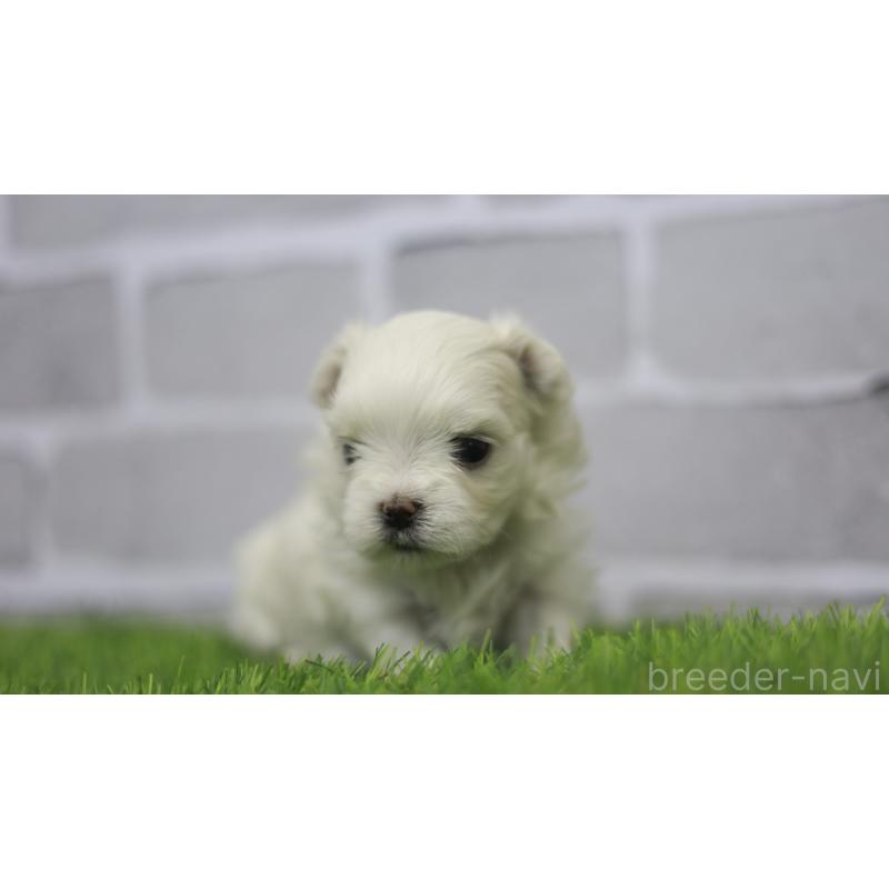 販売中の三重県のマルチーズ-428419の7枚目