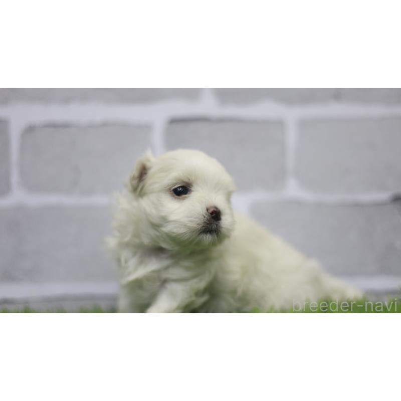 販売中の三重県のマルチーズ-428419の6枚目