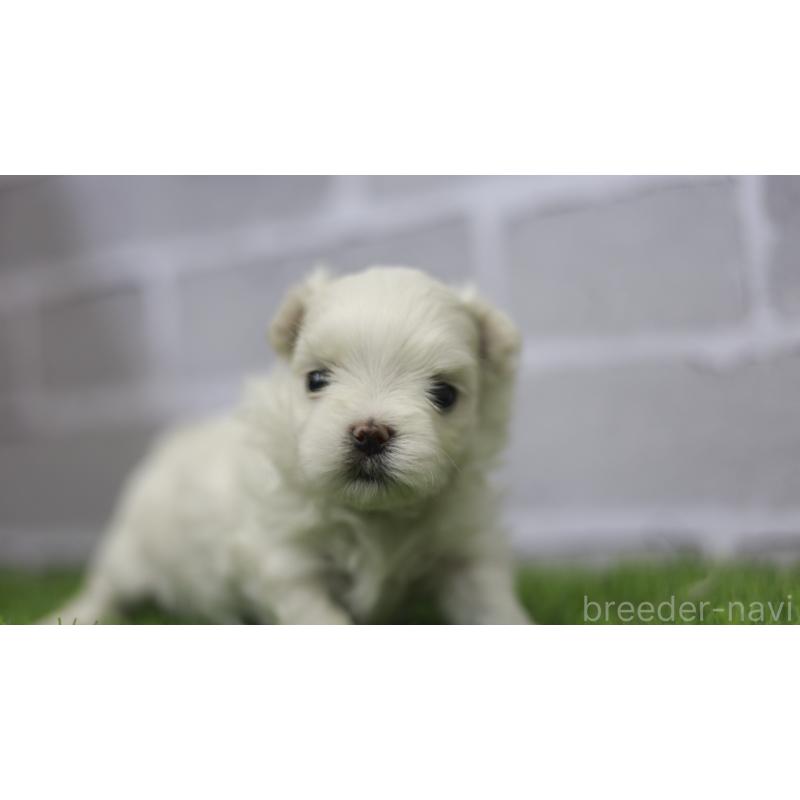 販売中の三重県のマルチーズ-428419の5枚目