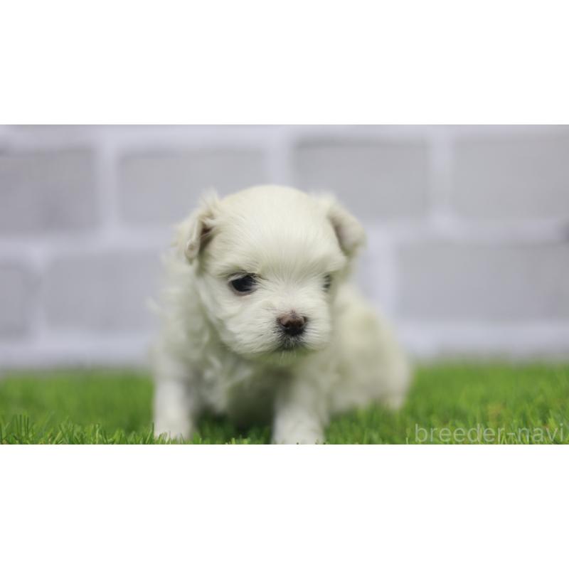 販売中の三重県のマルチーズ-428419の3枚目