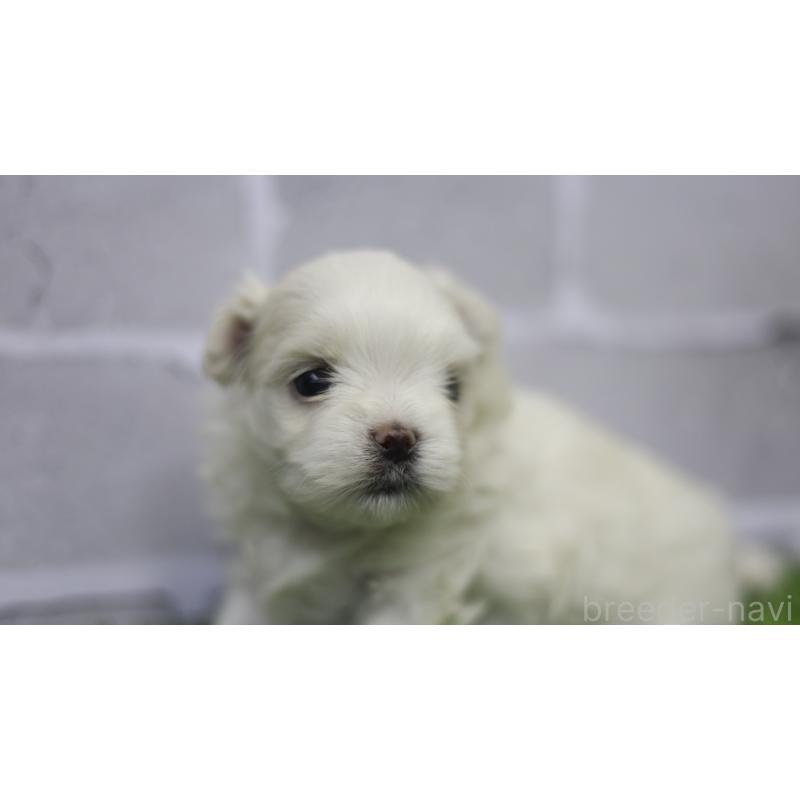 販売中の三重県のマルチーズ-428419の2枚目