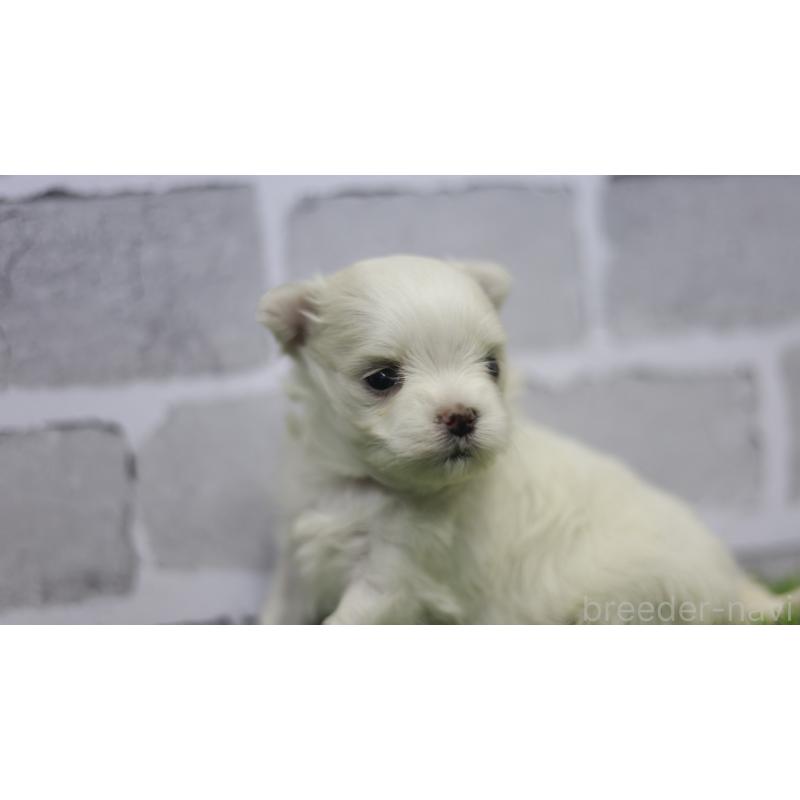 販売中の三重県のマルチーズ-428421の11枚目