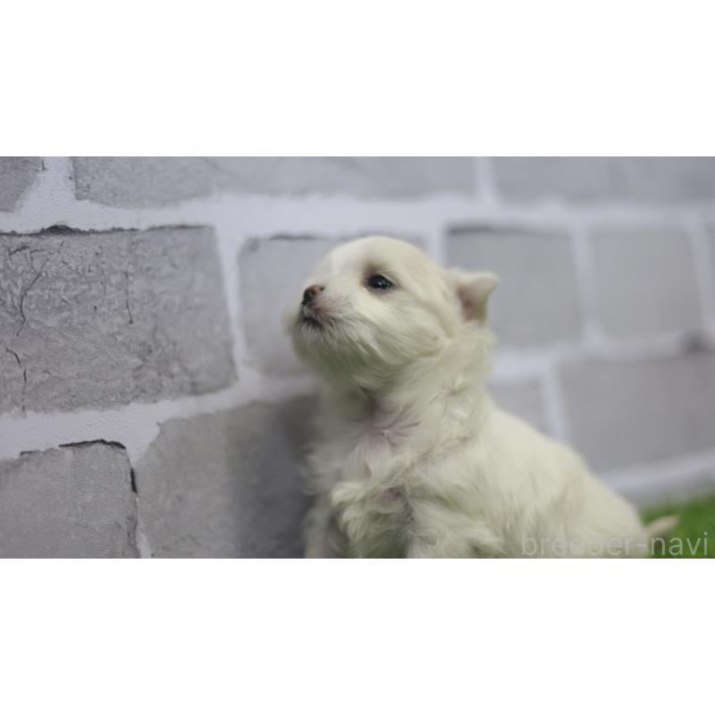 販売中の三重県のマルチーズ-428421の10枚目