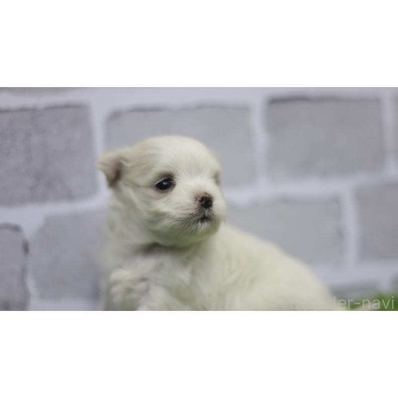 販売中の三重県のマルチーズ-428421の7枚目