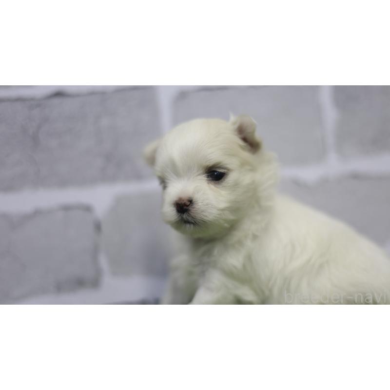 販売中の三重県のマルチーズ-428421の6枚目