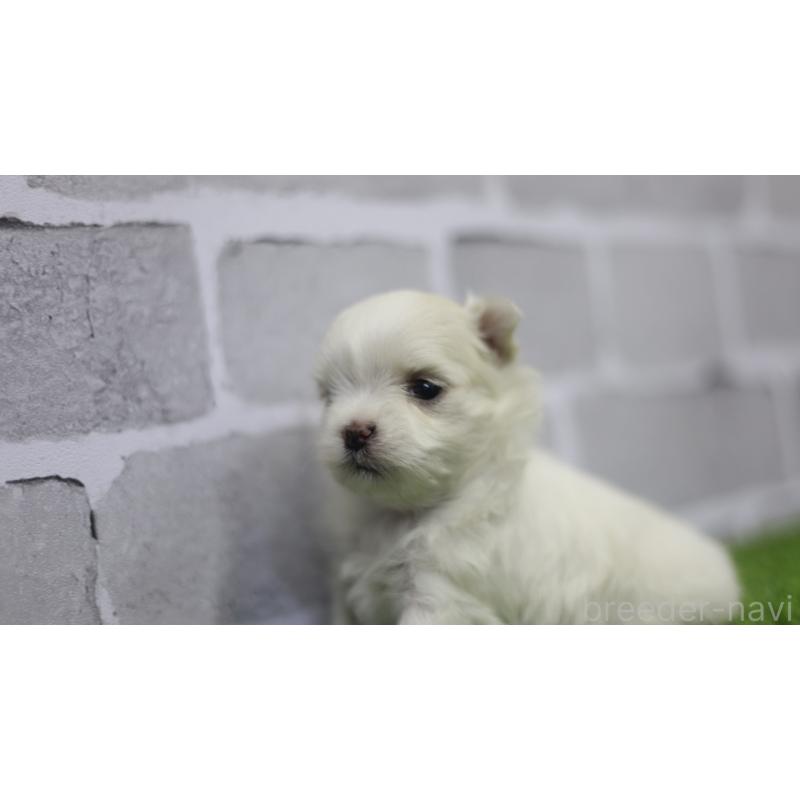 販売中の三重県のマルチーズ-428421の5枚目