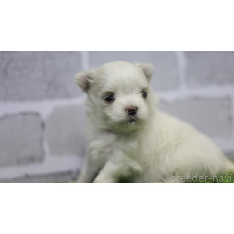 販売中の三重県のマルチーズ-428421の4枚目