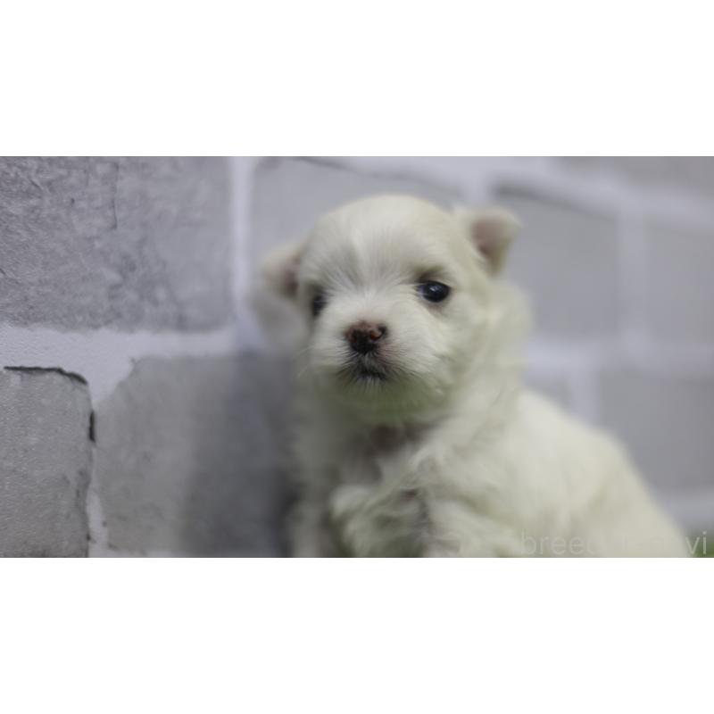 販売中の三重県のマルチーズ-428421の3枚目