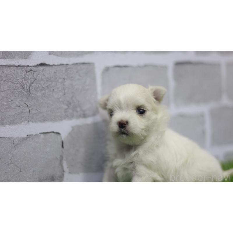 販売中の三重県のマルチーズ-428421の2枚目
