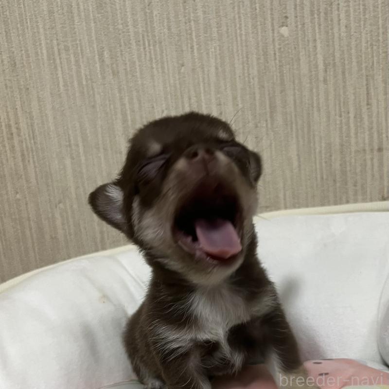 販売中の大阪府のチワワ(スムースコート)-428422の4枚目