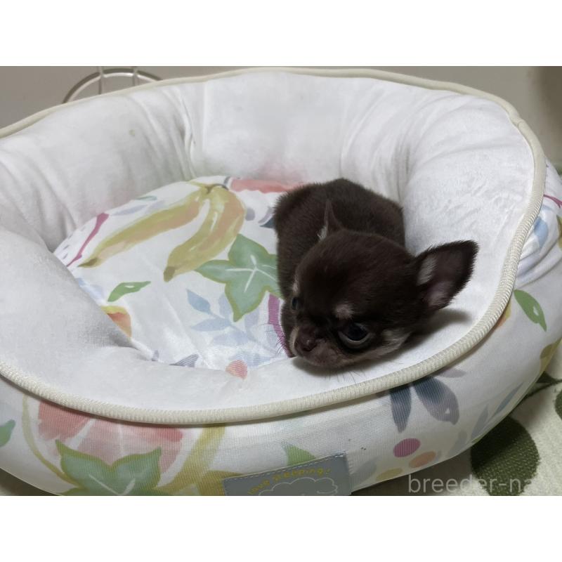 販売中の大阪府のチワワ(スムースコート)-428422の3枚目