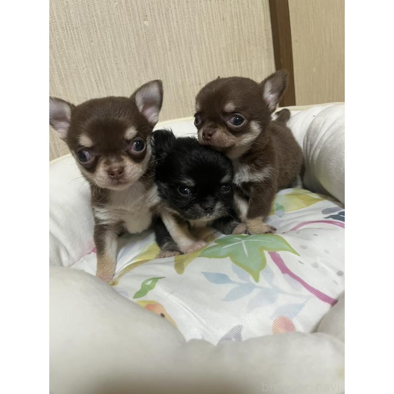 販売中の大阪府のチワワ(スムースコート)-428422の2枚目