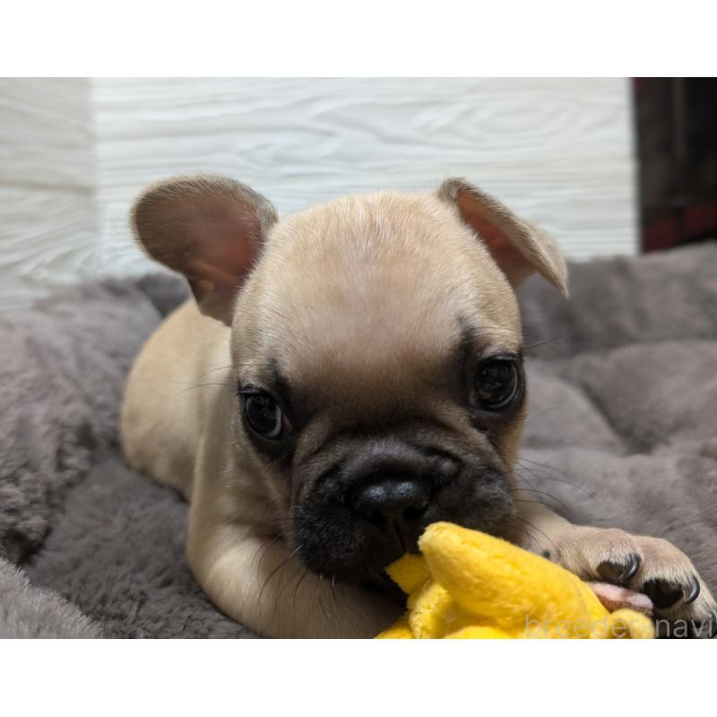 販売中の愛媛県のフレンチブルドッグ-419544の7枚目