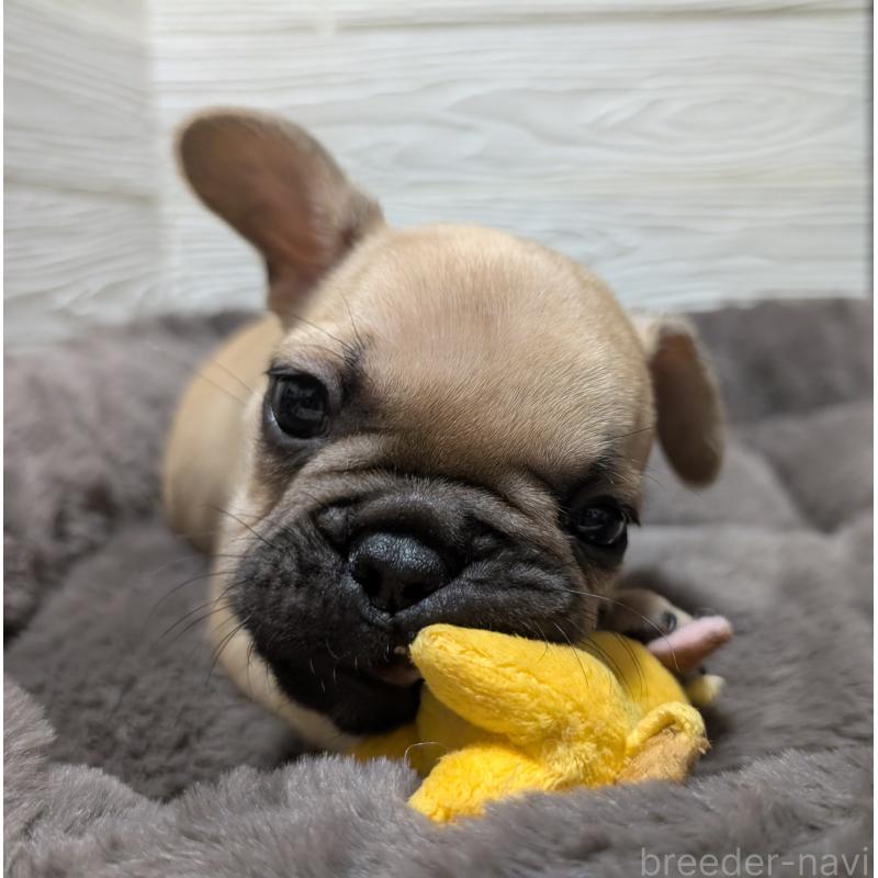 販売中の愛媛県のフレンチブルドッグ-419544の6枚目