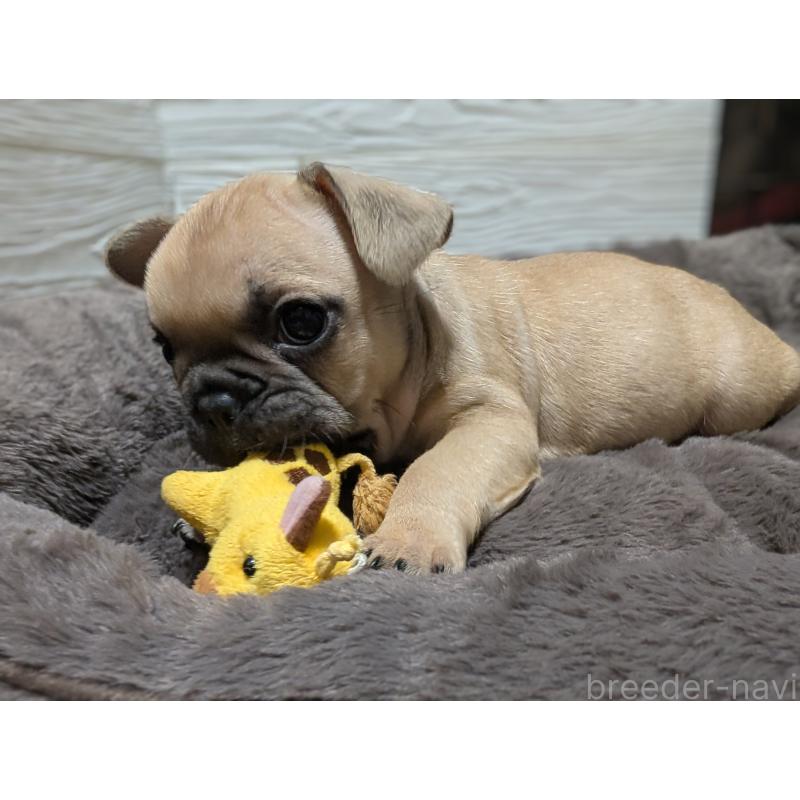 販売中の愛媛県のフレンチブルドッグ-419544の5枚目