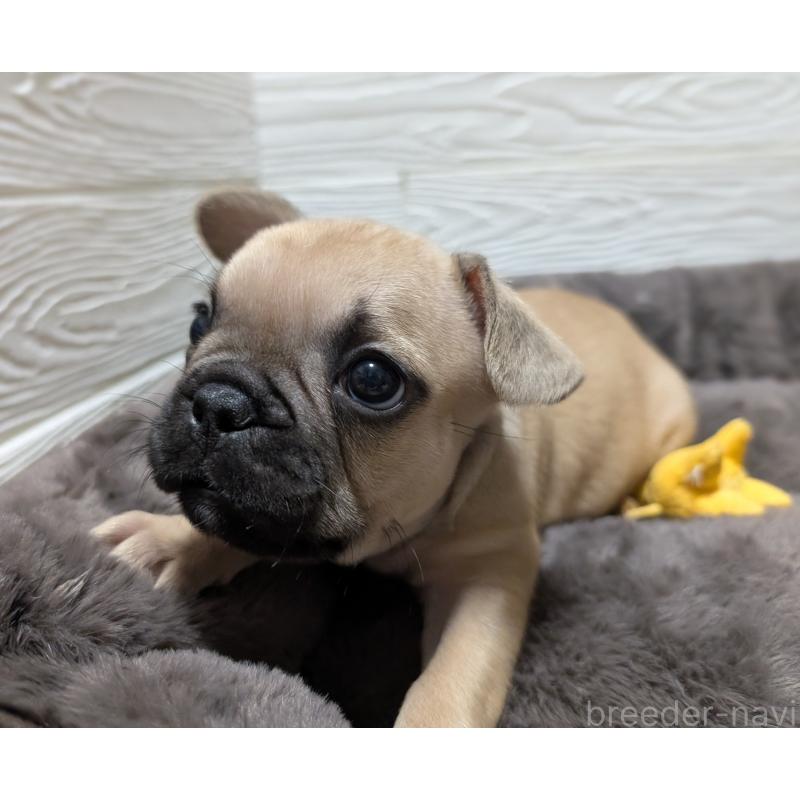 販売中の愛媛県のフレンチブルドッグ-419544の4枚目