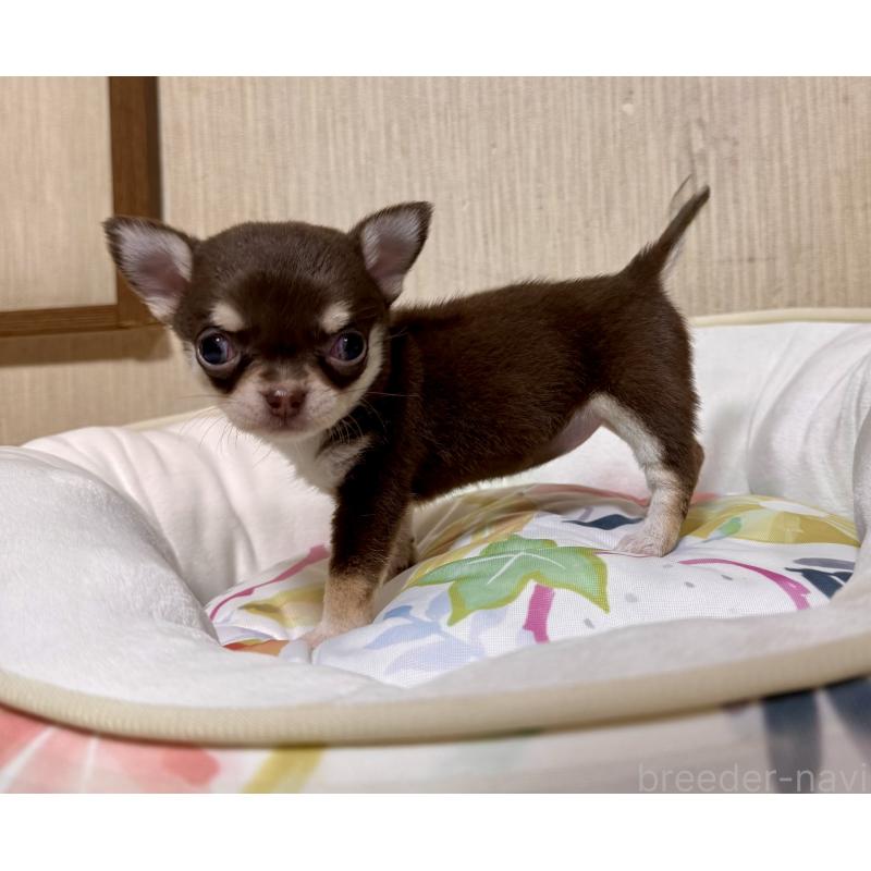 販売中の大阪府のチワワ(スムースコート)-428425の3枚目