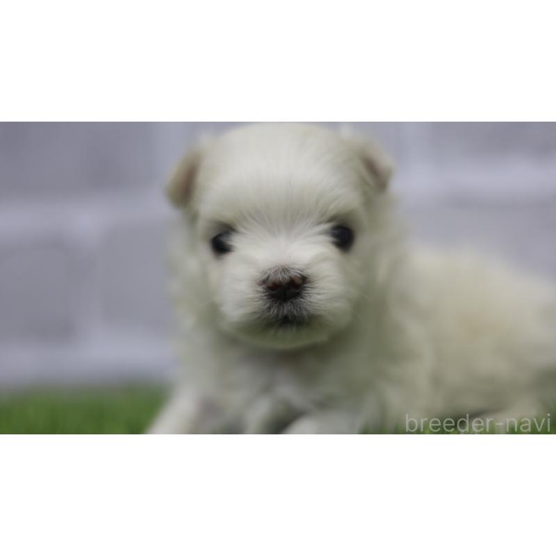 販売中の三重県のマルチーズ-428424の9枚目