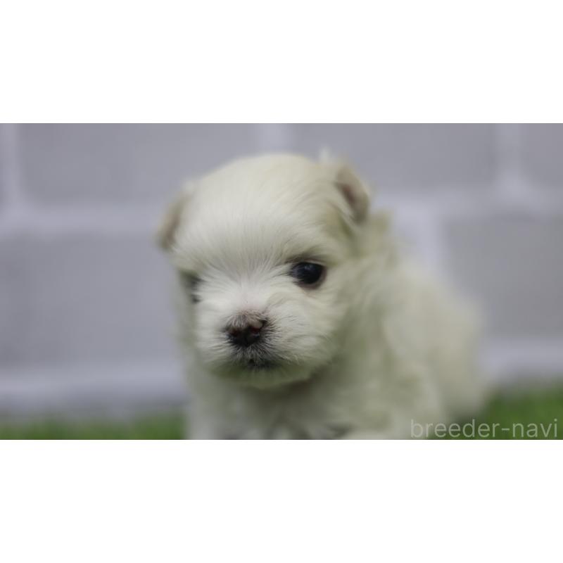 販売中の三重県のマルチーズ-428424の8枚目