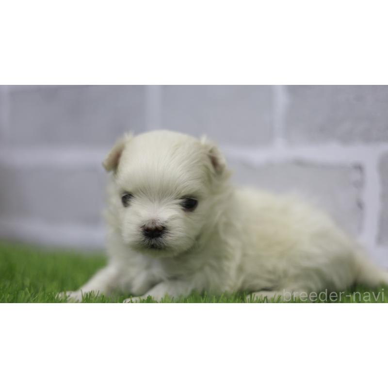 販売中の三重県のマルチーズ-428424の7枚目