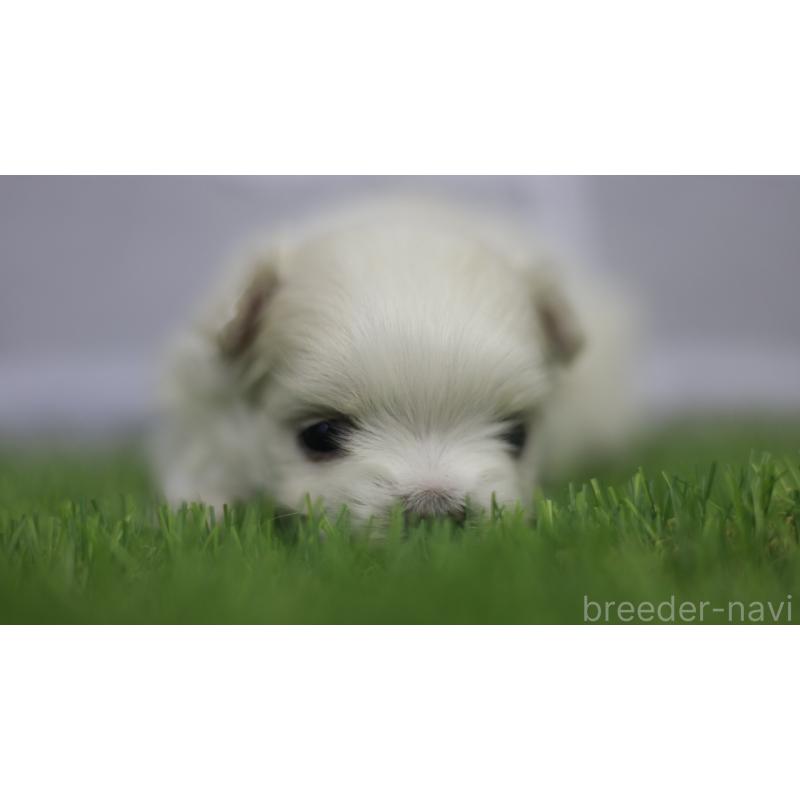 販売中の三重県のマルチーズ-428424の6枚目