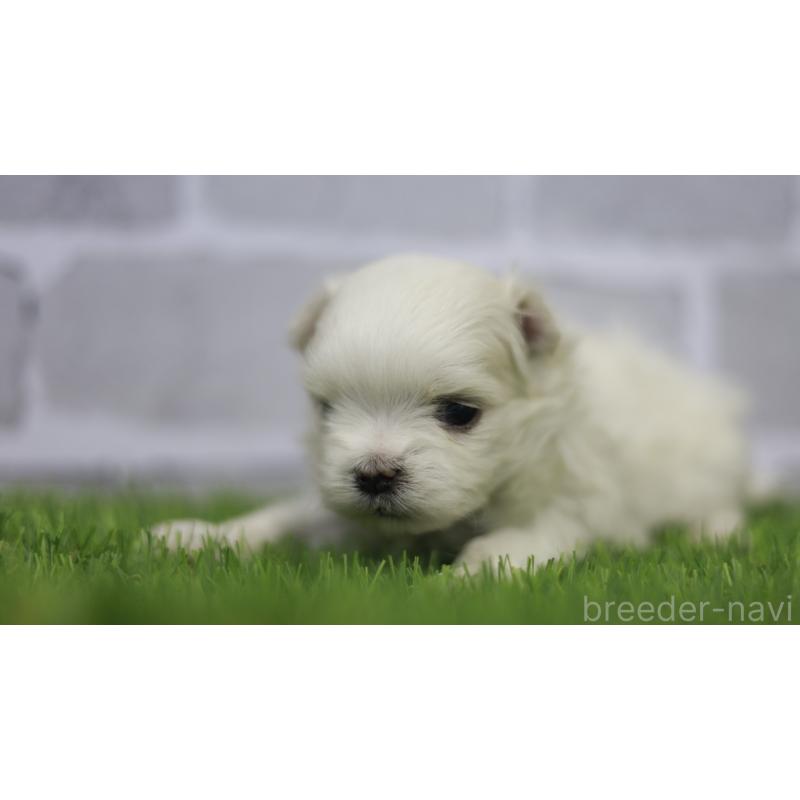 販売中の三重県のマルチーズ-428424の5枚目