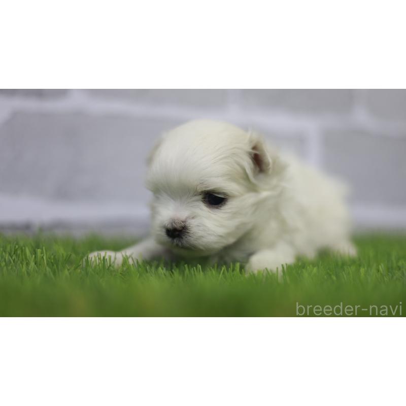 販売中の三重県のマルチーズ-428424の4枚目