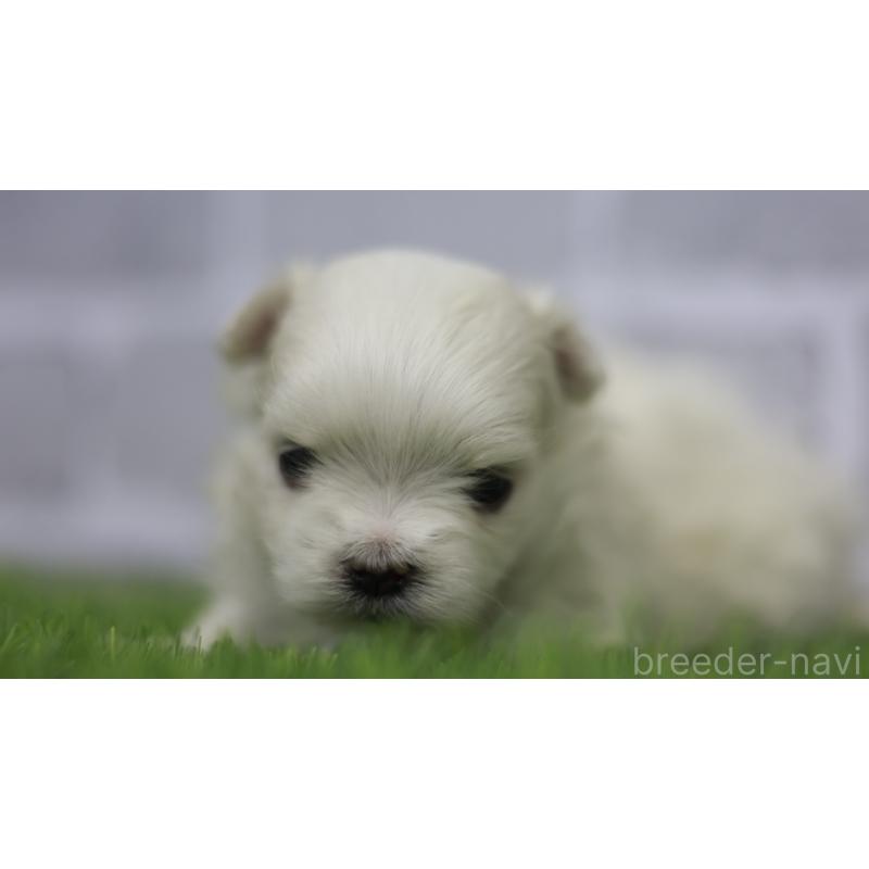 販売中の三重県のマルチーズ-428424の3枚目