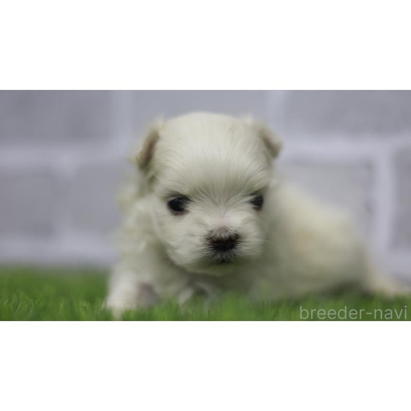 販売中の三重県のマルチーズ-428424の2枚目