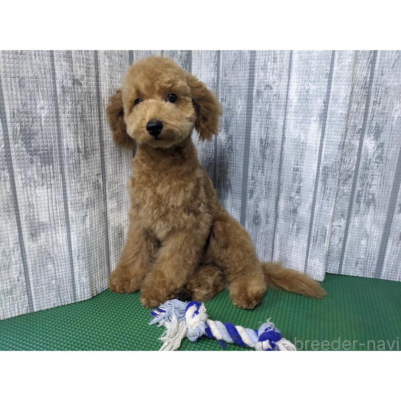 販売中の埼玉県のトイプードル-412788の7枚目