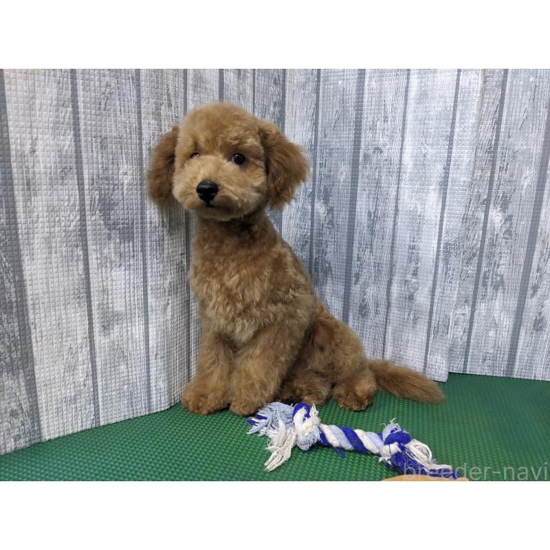 販売中の埼玉県のトイプードル-412788の6枚目